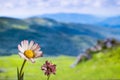 Flowers against the backdrop of blurred mountains, beautiful landscape Royalty Free Stock Photo