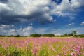 Flowers against the blue sky / summer meadow Royalty Free Stock Photo
