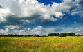 Flowers against the blue sky / summer meadow Royalty Free Stock Photo