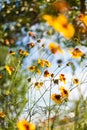 flowers against blue sky Royalty Free Stock Photo