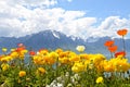 Flowers against mountains and lake Geneva