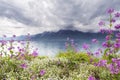 Flowers against mountains, Montreux. Switzerland