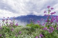 Flowers against mountains, Montreux. Switzerland