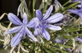 Flowers of Agapanthus, the lily of the Nile