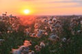 Flowers of agrimony and meadow flowers on a background of colorful sunset in the summer Royalty Free Stock Photo