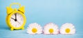 Flowers and alarm clock, spring or daylight savings time banner Royalty Free Stock Photo