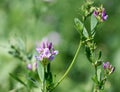 Flowers of alfalfa in the field.