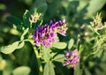 Flowers of alfalfa in the field.