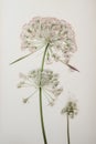 Flowers of Allium Giganteum on a white background.