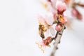 flowers almond almods tee bee steams pollination macro
