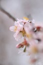 flowers almond almods tee bee steams pollination macro