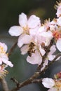 flowers almond almods tee bee steams pollination macro Royalty Free Stock Photo