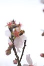 flowers almond almods tee bee steams pollination macro