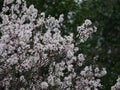 Flowers on almond tree. Blooming almond. Crown of tree sways on wind