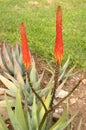 Flowers of Aloe arborescens Royalty Free Stock Photo