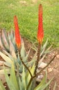 Flowers of Aloe arborescens