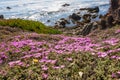 The flowers along the coast of Monterey, California Royalty Free Stock Photo