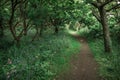 Flowers along path in a forest