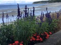 Flowers along the Qualicum Beach Boardwalk Royalty Free Stock Photo