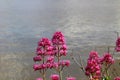 Flowers Along the River Shannon (IRE 0442