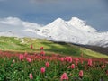 Flowers in Alpine meadow Royalty Free Stock Photo