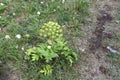 Flowers of the Altai Mountains. Angelica downward