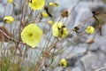 Flowers of Altai Mountains, yellow poppy, Papaveraceae family,  Russia Royalty Free Stock Photo