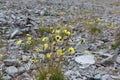 Flowers of Altai Mountains, yellow poppy, Papaveraceae family, in summer, Russia Royalty Free Stock Photo