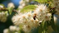 flowers american chestnut tree