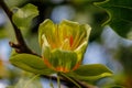 Flowers of an American tulip tree in early summer