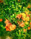 Flowers amezing green red flowers nature Royalty Free Stock Photo