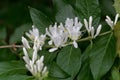 Flowers of an Amur honeysuckle, Lonicera maackii Royalty Free Stock Photo