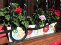 Flowers in Andalucian flowerbox