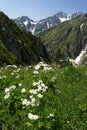 Flowers anemone in the Caucasus mountains.Abkhazia