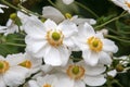 Flowers of Anemone Hupehensis or Japanese Anemone