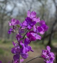 Flowers of annual honesty, Lunaria annua Royalty Free Stock Photo