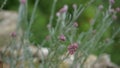 flowers of Antennaria dioica also known as cats foot, rose, Stoloniferous pussytoes