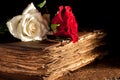 Flowers on antique book