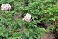 Flowers appeared on the potato tops. Royalty Free Stock Photo