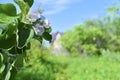 Flowers of apple against the background of the garden, the sky and a country house Royalty Free Stock Photo