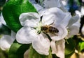 On the flowers of Apple bee collects nectar.