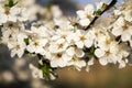 Flowers of apple close