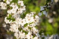 Flowers of apple early spring