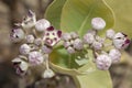 Flowers of Apple of Sodom Calotropis procera.