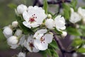 Flowers of apple in spring. Spring flowers Royalty Free Stock Photo