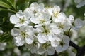 Flowers apple tree