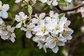 Flowers apple-tree