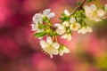 Flowers of apple tree on a bulr background Royalty Free Stock Photo