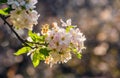 Flowers of apple tree on a bulr background Royalty Free Stock Photo