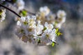 Flowers of apple tree on a bulr background Royalty Free Stock Photo
